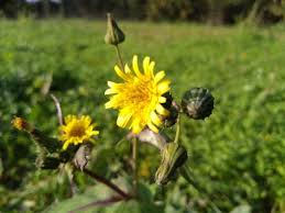 Image result for Sonchus oleraceus
