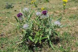 Image result for Cirsium