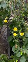 Image result for Jasminum meyeri-johannis