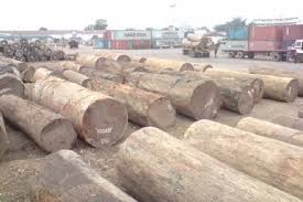 Image result for Millettia stuhlmannii