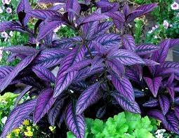 Persian Shield Plants Container Plants Plant Information