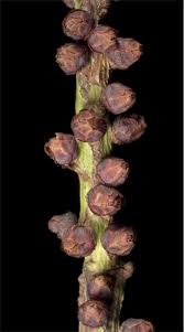 Image result for Pilostyles aethiopica