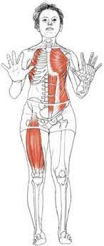 The most experienced yoga teachers in the country. 15 W9 Low Plank Ideas Chaturanga Dandasana Yoga Yoga Anatomy