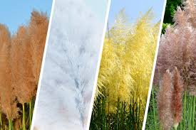 Watch to learn how to install artificial grass yourself, or inquire about. Colorful Pampas Grass Will Transform Your Yard Into A Living Rainbow