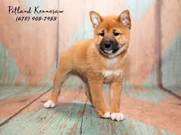 Teddy bear puppies for sale. Shiba Inu Puppies For Sale You Ve Probably Never Heard Of This Popular Breed Petland Mall Of Georgia