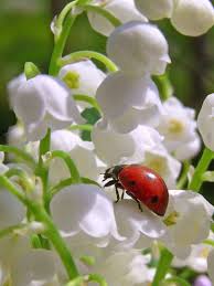 C'est l'occasion d'envoyer des belles cartes de muguet virtuel à . 1er Mai 2020 Turtlepatch