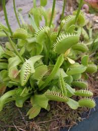 How To Care For A Venus Flytrap Venus Fly Trap Insect Eating Plants Venus Fly Trap Care