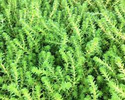 Check spelling or type a new query. Top 19 Best Succulent Ground Covers Succulent Plant Care