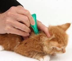 Manche können jedoch auch sehr sensibel reagieren und haben nach der behandlung ein paar begleiterscheinungen wie unruhe durchfall erbrechen oder juckreiz. Wurmkur Katze Test Beste Paste Entwurmen Stiftung Warentest Im Jahr 2021 Liebste Favorit