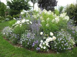 Hydrangea Paniculata Kyushu Perovskia Cosmos Felicia Parterre De Fleurs Jardins Champetres Jardins