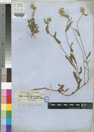 Image result for Eschenbachia