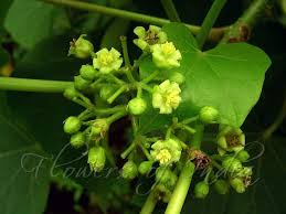 Image result for Jatropha curcas
