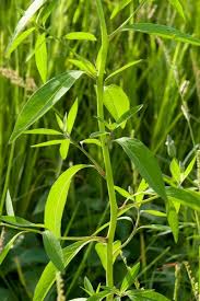 Image result for Sphenoclea