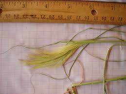 Image result for Enteropogon prieurii