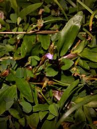 Image result for Torenia crustacea