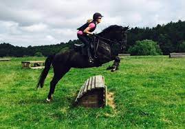 Each photo and video is of the real deal and you may request more by. 6 Beautiful Black Horses For Sale This Week Horse Hound