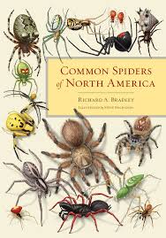 Common Spiders Of North America By Bradley R A Buchanan