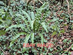 Image result for Asplenium lunulatum
