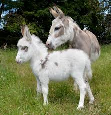 We did not find results for: Poplargrove Stud Miniature Donkey Breeder Drouin Victoria