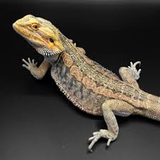 Black Bearded Dragon For Sale Uk Bearded Dragon Breeders 7th Galaxy Dragons In 2020 Bearded Dragon Breeders Bearded Dragon Breeders