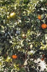 Frost peach, puget gold apricot, hardired nectarine, sweetheart cherry, italian prune and/or lapins cherry! Fruit Cocktail Tree