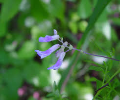 Image result for Amphicarpaea africana