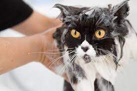 It can get to the point where, even. How To Bathe A Cat That Hates Water Traveling With Your Cat