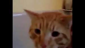 Insan Gibi Konusan Kedi Davut Diyen Kedi Youtube