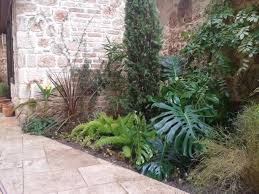 Image result for Stylochaeton borumensis