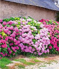 Freiland Hortensien Hecke Pink Rose 3 Pflanzen Pflanzen Hortensien Garten Bepflanzung