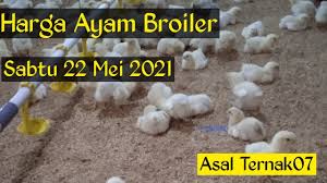 Zaman dahulu sebelum peternakan ayam pedaging berkembang, broiler adalah ayam jantan muda (cockerel) yang diafkir dari peternakan. Harga Ayam Broiler Hari Ini Sabtu 22 Mei 2021 Youtube