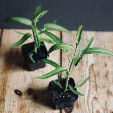 Image result for Ipomoea aquatica