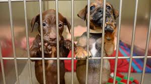 Every day, you can adopt a pet in a petco store. Some Local Animal Shelters Seek Help During Coronavirus Shutdowns