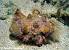 Decorator Crab Pom Poms