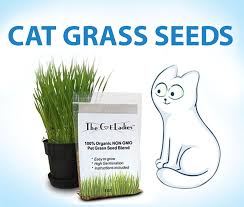 Having a tasty, dedicated cat snack can lure your pet away from other dangerous or delicate plants. 7 Indoor Grass Seeds For Cats Hacks For Cats