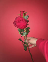 Aesthetic Black And Pink Roses Slunting Rote Rose Bilder Rot