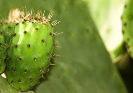 When the patient has mental limitations that prevent cooperation with removal, these challenges grow. What Are Glochids Information On Cactus Glochids And How To Remove Them