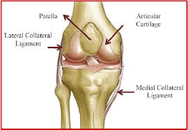 The 4 basic tissue types in the human body. Anatomy Of Human Knee Joint See Online Version For Colours Download Scientific Diagram