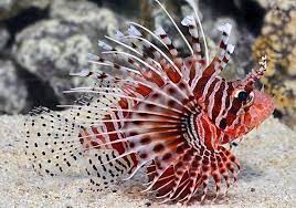 Untuk tetap hidup dengan baik, ikan hias air laut membutuhkan air dengan derajat keasinan yang tepat. Daftar Jenis Ikan Hias Air Laut Lengkap Plus Harga Juraganhobi Com
