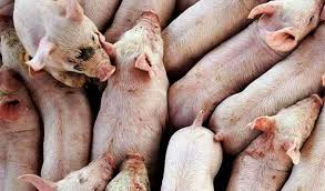 Ano is stocking distributor of lead free solid stainless steel faucets and premium stainless steel and perfecflo small radius sink with drainfast . Lo Studio Giapponese I Mammiferi Possono Assorbire Ossigeno Con L Ano Globalist