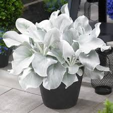 We did not find results for: 220 Leaves Of Silver Leaves Of Grey Ideas Foliage Plants Silver Plant