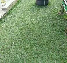 Harga per meter2 rumput gajah mini. Jual Rumput Gajah Mini Varigata Jasa Tanam Ny Home Facebook