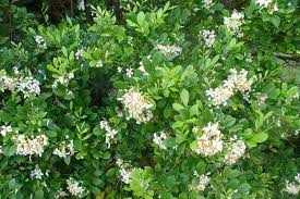 (murraya paniculata / murraya exotica). Murraya Paniculata