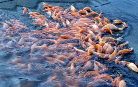 Ikan air tawar merupakan ikan yang dalam hal ini menghabiskan sebagian atau seluruh hidupnya di air tawar, misalnya sungai dan danau, yang dengan salinitas kurang dari 0,05%. Jenis Ikan Air Tawar Konsumsi Dan Hias Yang Unik Guratgarut