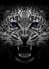 Pictures and wallpapers for your desktop. Angry Jaguar Wallpapers Top Free Angry Jaguar Backgrounds Wallpaperaccess