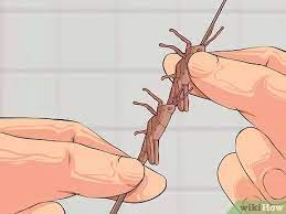 How To Cook Grasshoppers: 10 Steps (With Pictures) - Wikihow