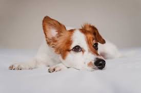 Does Your Dog Have A Droopy Ear Causes And What To Do