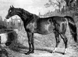 Emma 1824 Filly Whisker Gibside Fairy By Hermes 4x4 To Brunette Eclipse 4x5 To Conductor Highflyer 4 C X5 C X5 F X5 F Thoroughbred Horse Horses Filly