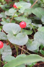 Image result for Geophila repens