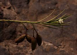 Image result for Kanahia